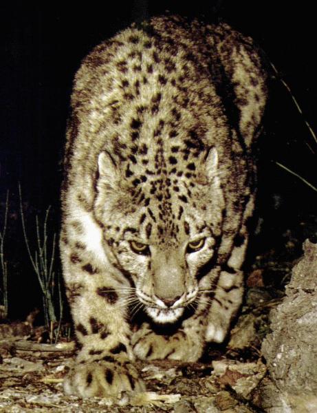 SnowLeopard1-InDark.jpg SnowLeopard1-InDark.jpg