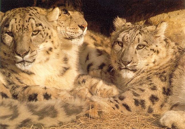 SnowLeopard3_Pack-Resting_in_shelter.jpg