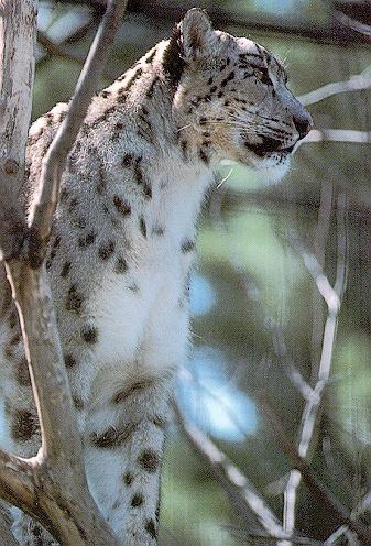 SnowLeopard_OnTree-Closeup.jpg SnowLeopard_OnTree-Closeup.jpg