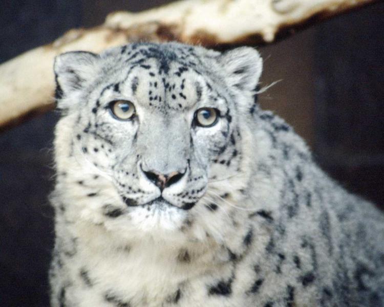 Ssgp2958-Snow_Leopard-face_closeup.jpg