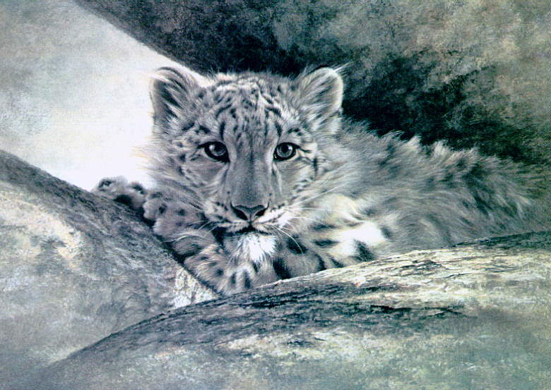 Wswart42-SnowLeopard-Cub.jpg