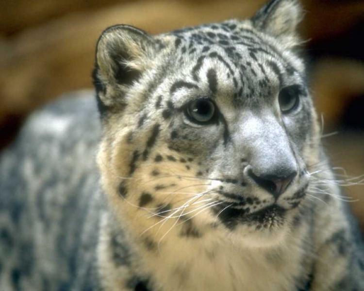 anmwi043-SnowLeopard-Face_in_curiosity-Closeup.jpg anmwi043-SnowLeopard-Face_in_curiosity-Closeup.jpg