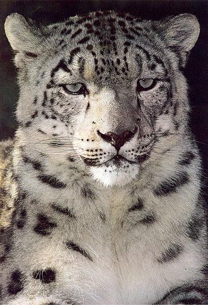 bigcat43-SnowLeopard-Closeup.jpg