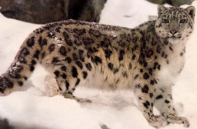 bigcat44-SnowLeopard.jpg