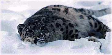 sl01-SnowLeopard-laying_down_on_sonw.jpg
