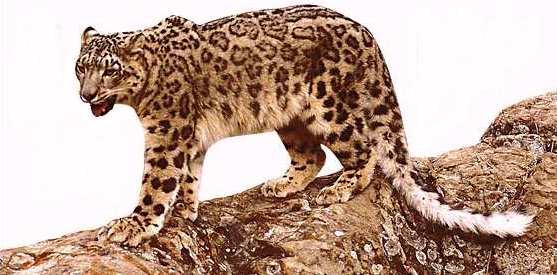 sl02-SnowLeopard_on_rock_hill.jpg sl02-SnowLeopard_on_rock_hill.jpg