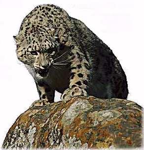 sl03-SnowLeopard_Snarls_on_rock.jpg