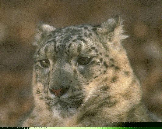 sl05-SnowLeopard-face_closeup.jpg