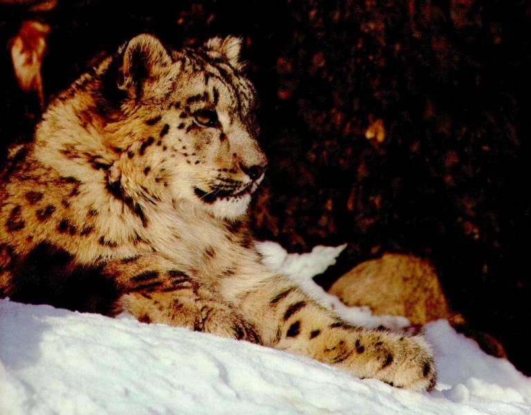 sl07-SnowLeopard-Sitting_on_snow.jpg