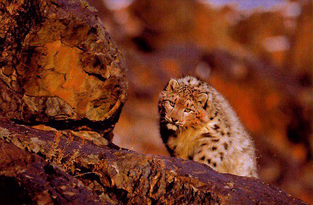 sl08-SnowLeopard-Shy_on_rock.jpg