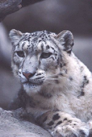 sl13-SnowLeopard-Closeup.jpg