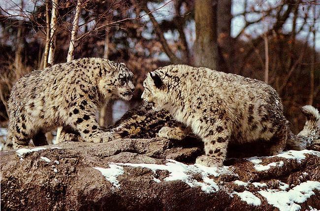 sl14-SnowLeopards-OnRock.jpg sl14-SnowLeopards-OnRock.jpg