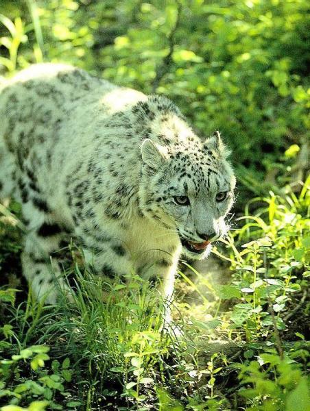 sl16-SnowLeopard.jpg