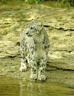 sl18-SnowLeopard-by_the_river.jpg