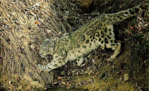 sl19-SnowLeopard.jpg