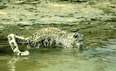 sl20-SnowLeopard-In_water.jpg