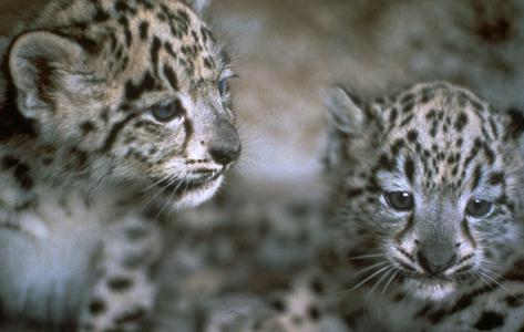 slcub02-SnowLeopards.jpg