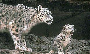 slcub03-SnowLeopard-Mom_n_baby.jpg slcub03-SnowLeopard-Mom_n_baby.jpg