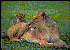 cl_lion3-Mom_N_Baby.gif