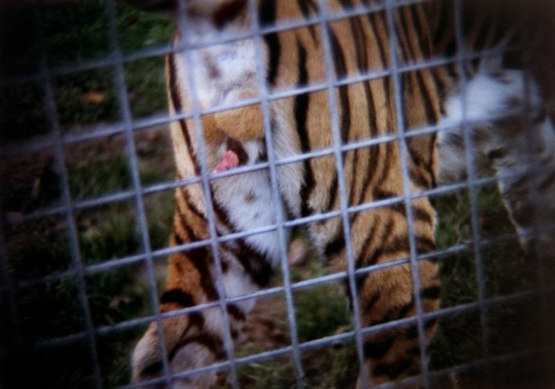 TIGER1.JPG