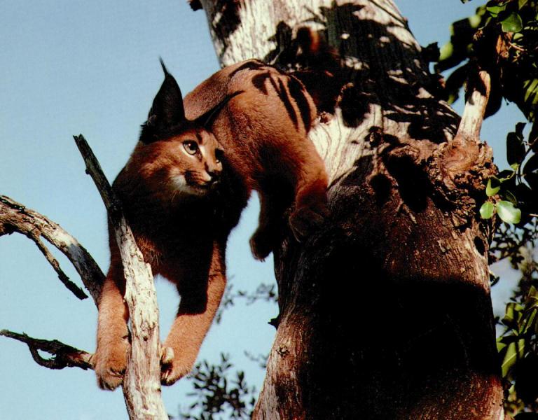 WC.caracal.jpg WC.caracal.jpg