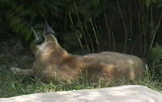 ZooAnimals-Caracal.jpg ZooAnimals-Caracal.jpg
