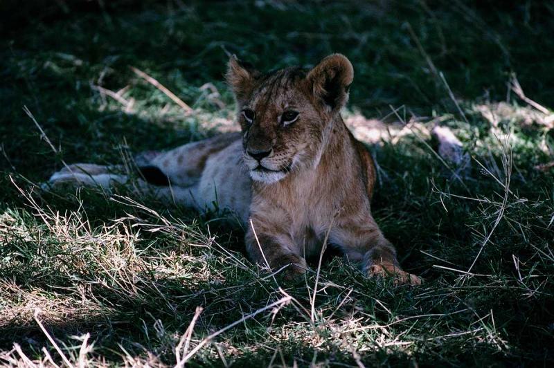 aex50300-Lions-Pair-Yawning.jpg aex50300-Lions-Pair-Yawning.jpg