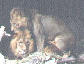 haplion2.jpg haplion2.jpg