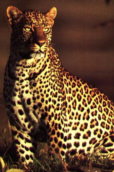 leopard002.jpg
