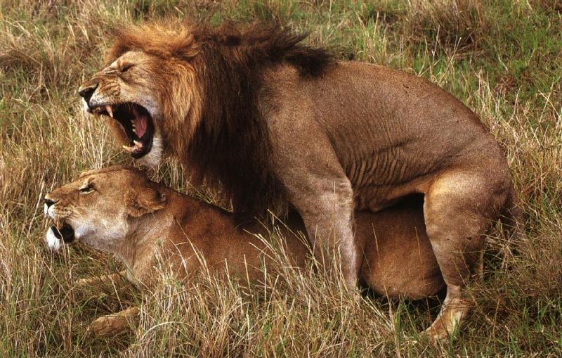 lions01gt-mating.jpg lions01gt-mating.jpg