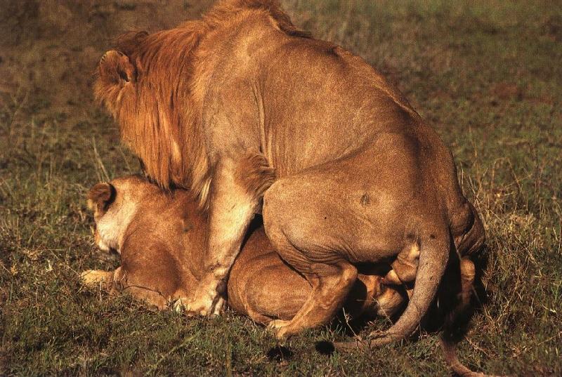 lions02gt-mating.jpg lions02gt-mating.jpg
