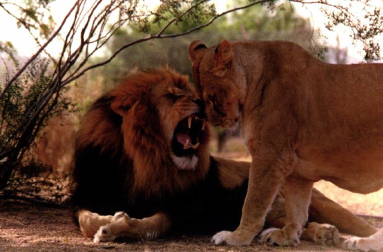 lions03gt-SweetCouple.jpg