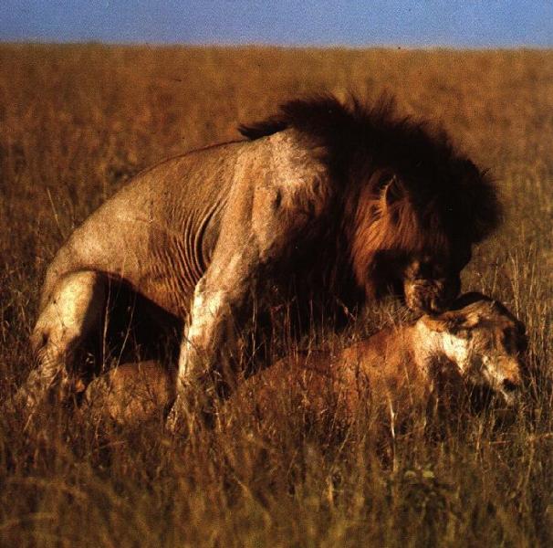 lions04gt-mating.jpg lions04gt-mating.jpg