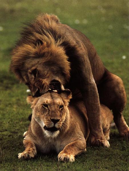 lions10gt-mating.jpg lions10gt-mating.jpg