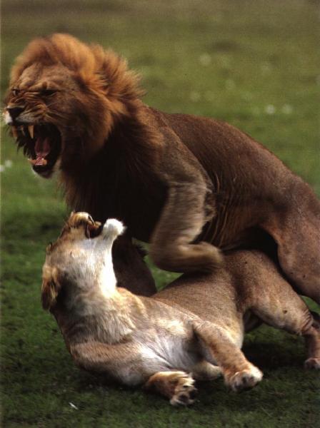 lions11gt-mating.jpg lions11gt-mating.jpg
