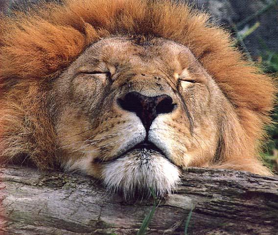 wildcat06-lionSleepy.jpg wildcat06-lionSleepy.jpg