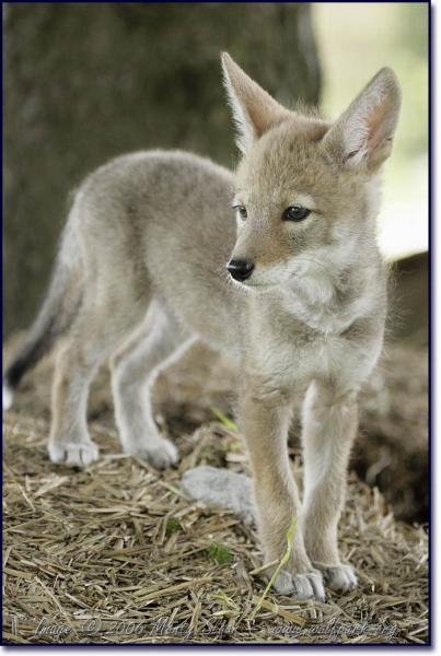 Coyote_WolfPark_Willow.jpg
