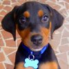 abby_doberman03-small.jpg