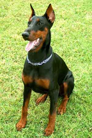 doberman-uster-9.jpg