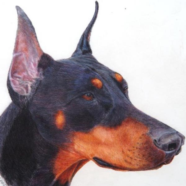 dobie-head.jpg