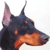 dobie-small.jpg dobie-small.jpg