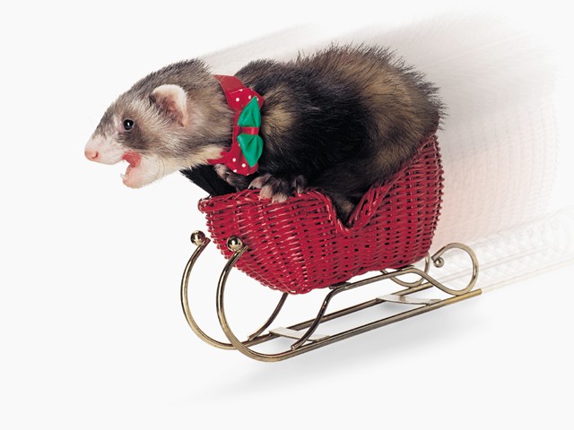FERRET06.JPG
