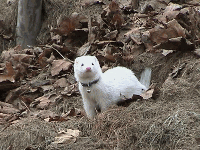 yhst-44278348015314_1904_4501911 Rachel ferretfacts.gif