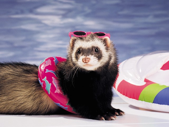FERRET23.JPG