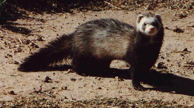 FERRET7 asustado.jpeg