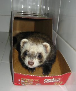 IMG_0261 huron en caja.jpeg