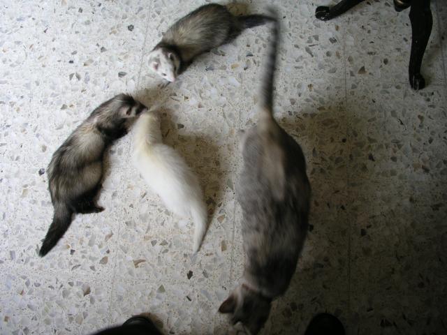 Vir,timo, mine y kitty.jpg