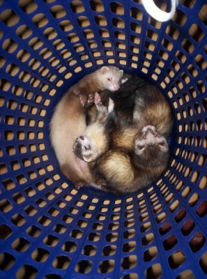 Tobi, Keisi e Isis.jpg