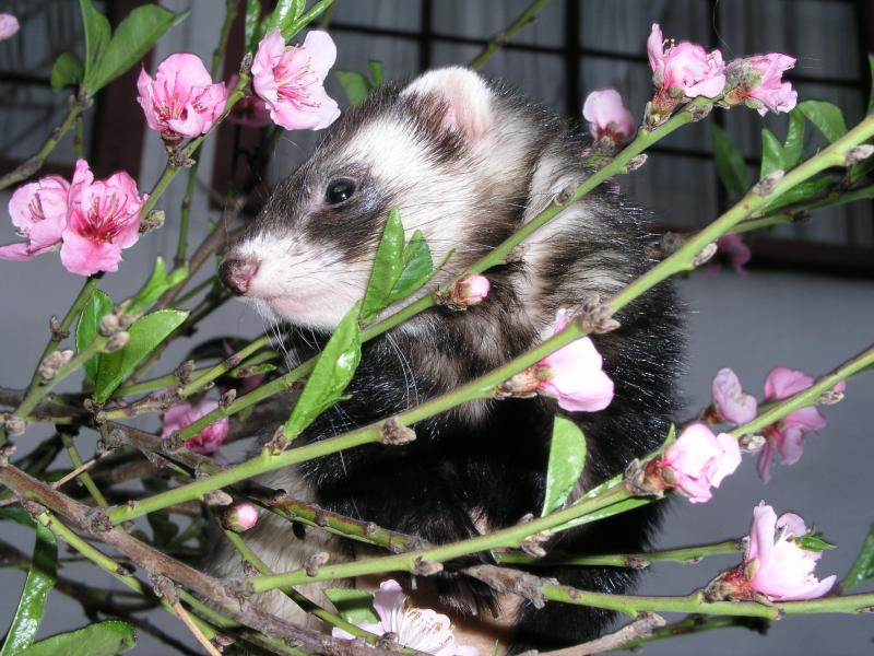 Virgilio primavera.jpg