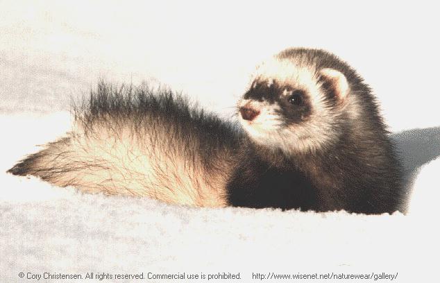 ferret gre&ntilde;udo.jpeg